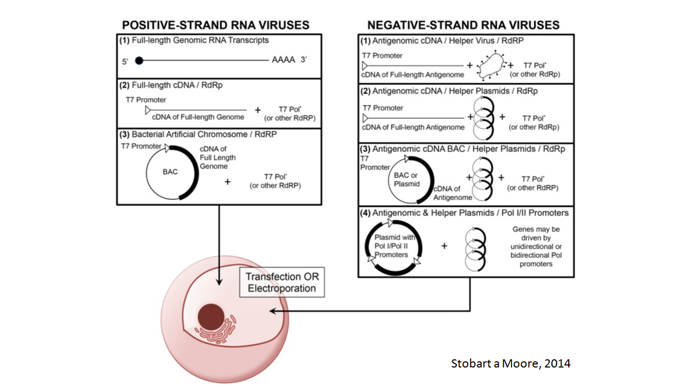 Využitie RT-PCR vo virológii – 5